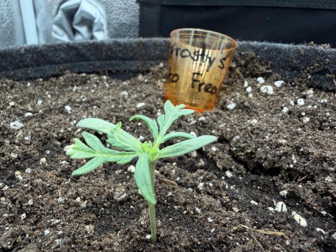 Frosty‘s Auto Freak. Week 1