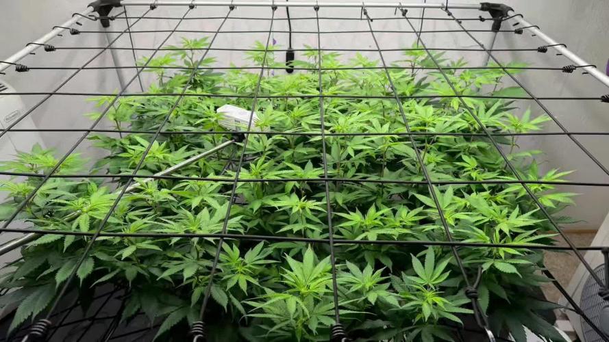 Laughing Buddha | 720W | SCROG