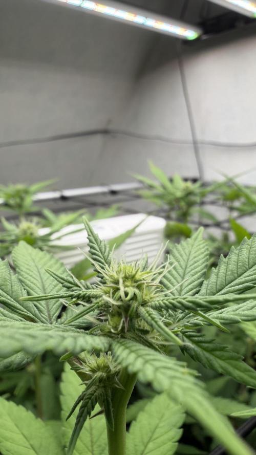 Laughing Buddha | 720W | SCROG. Week 17