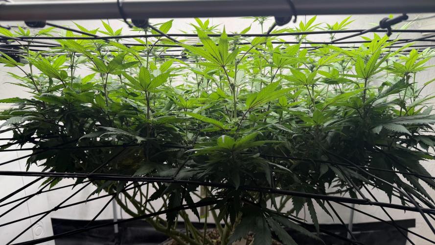 Laughing Buddha | 720W | SCROG. Week 17