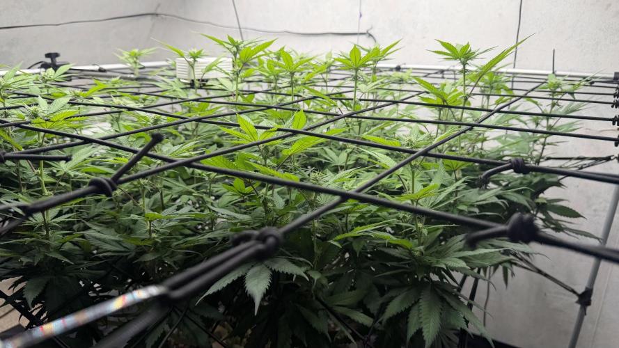 Laughing Buddha | 720W | SCROG. Week 17