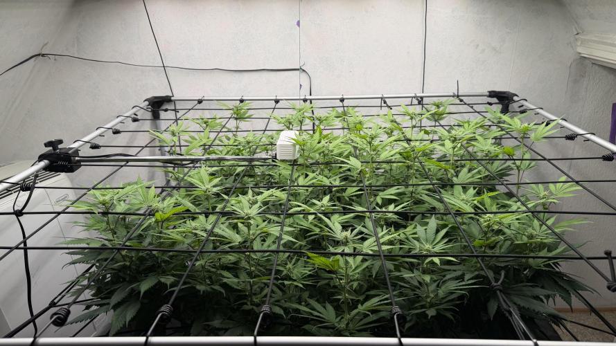 Laughing Buddha | 720W | SCROG. Week 17
