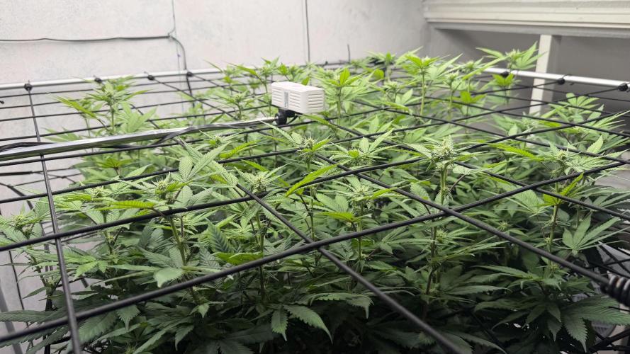 Laughing Buddha | 720W | SCROG. Week 17
