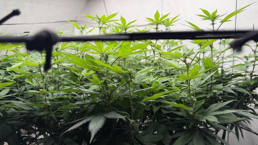 Laughing Buddha | 720W | SCROG. Week 17