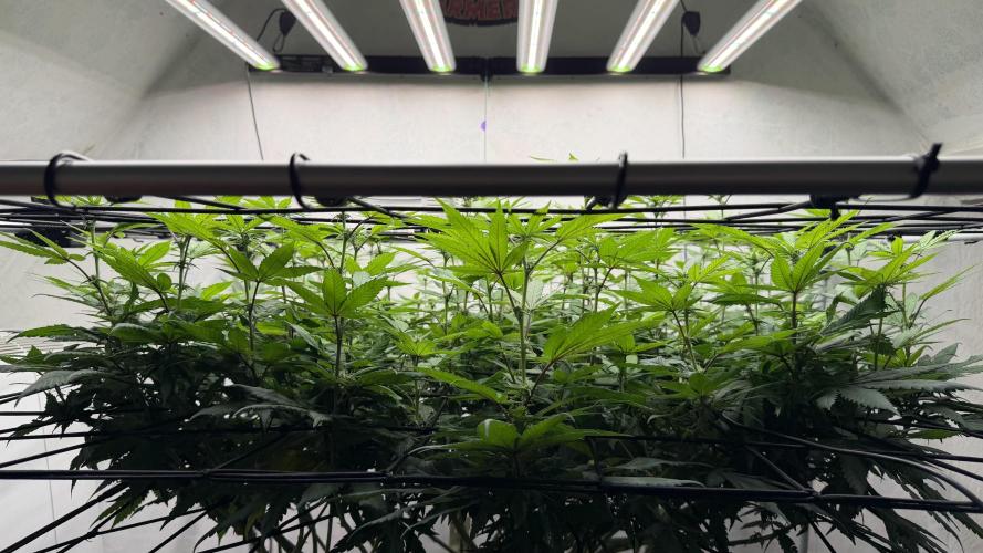 Laughing Buddha | 720W | SCROG. Week 17