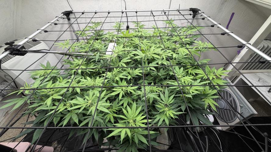 Laughing Buddha | 720W | SCROG. Week 17