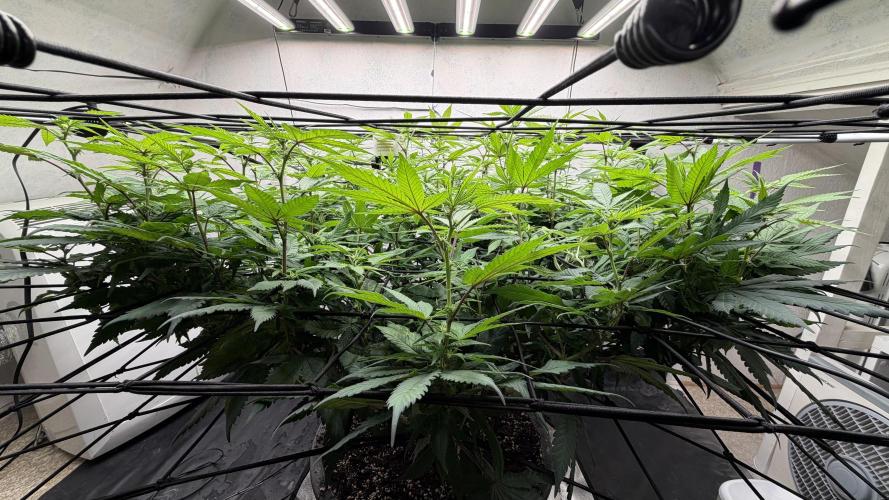 Laughing Buddha | 720W | SCROG. Week 17