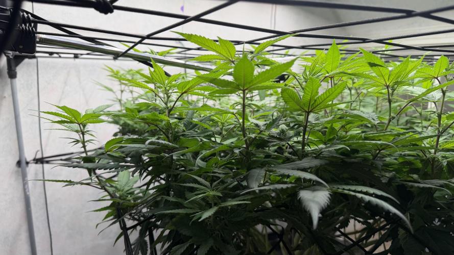 Laughing Buddha | 720W | SCROG. Week 17