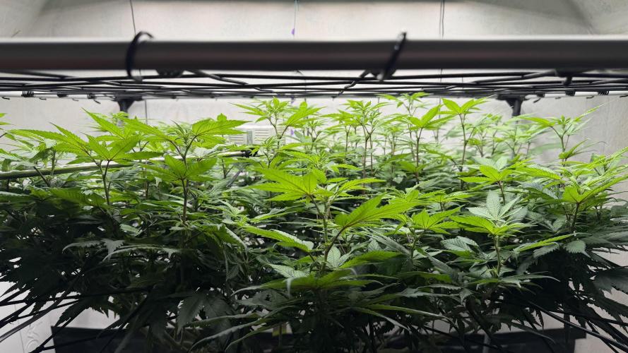 Laughing Buddha | 720W | SCROG. Week 17