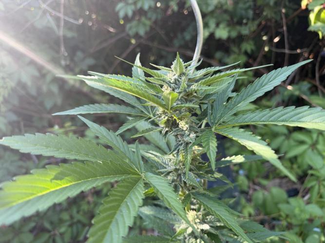 The Hobbit Hole Outdoor Grow 2026. Week 9