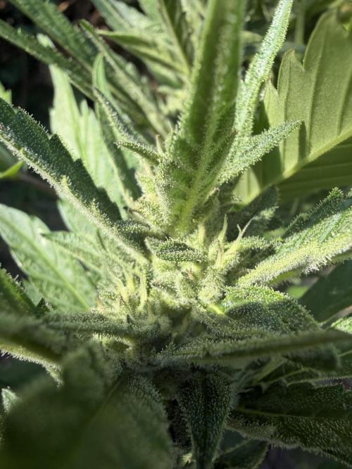 The Hobbit Hole Outdoor Grow 2026. Week 9