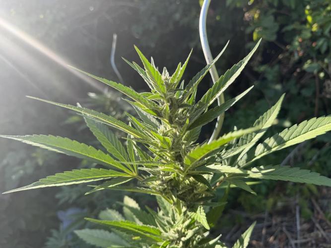 The Hobbit Hole Outdoor Grow 2026. Week 9