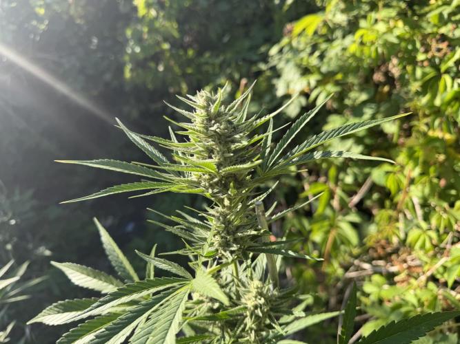 The Hobbit Hole Outdoor Grow 2026. Week 9