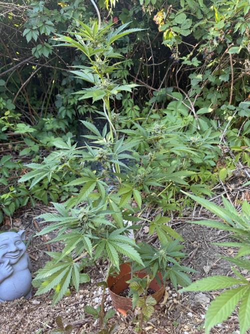 The Hobbit Hole Outdoor Grow 2026. Week 9