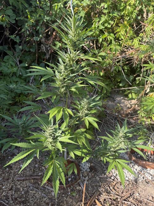 The Hobbit Hole Outdoor Grow 2026. Week 9