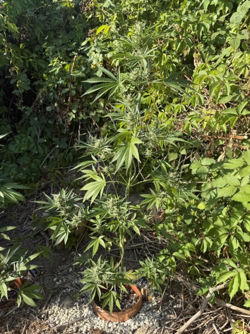 The Hobbit Hole Outdoor Grow 2026. Week 9