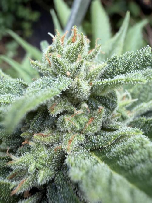 The Hobbit Hole Outdoor Grow 2026. Week 9