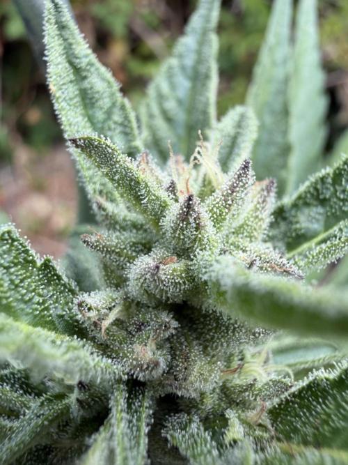The Hobbit Hole Outdoor Grow 2026. Week 9