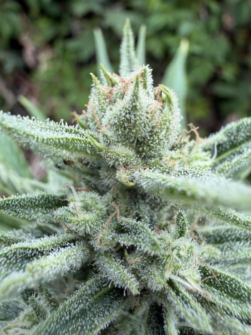 The Hobbit Hole Outdoor Grow 2026. Week 9