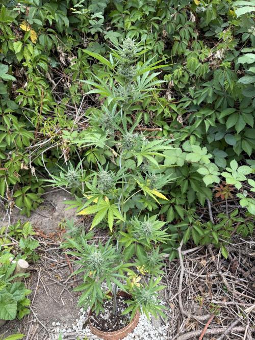 The Hobbit Hole Outdoor Grow 2026. Week 9