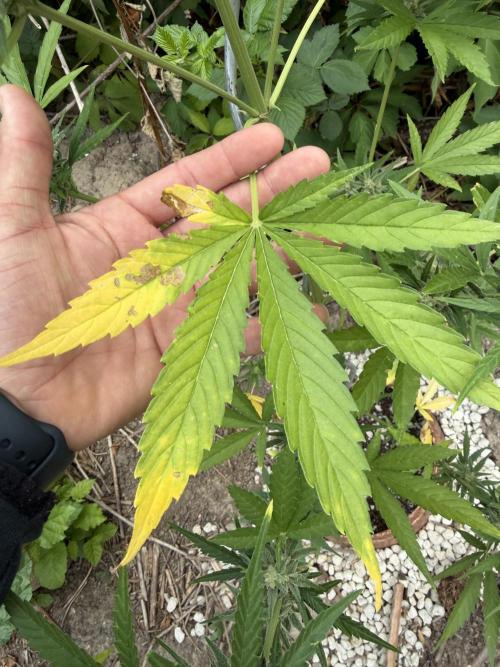 The Hobbit Hole Outdoor Grow 2026. Week 9