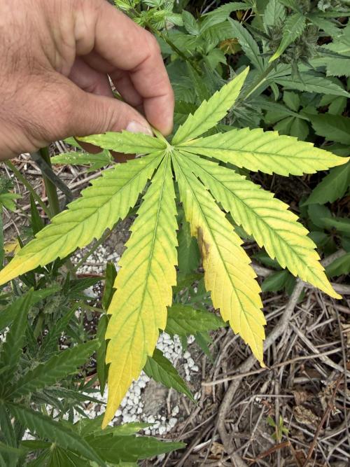 The Hobbit Hole Outdoor Grow 2026. Week 9