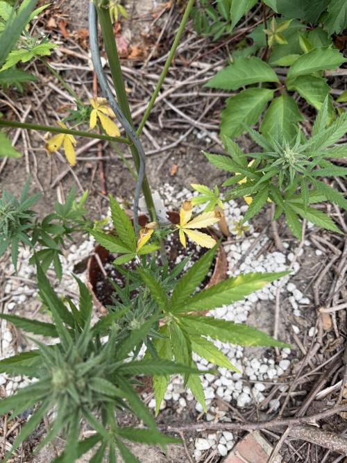 The Hobbit Hole Outdoor Grow 2026. Week 9