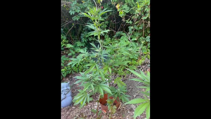 The Hobbit Hole Outdoor Grow 2026