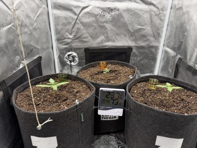 AUTO MALAWI X N.LIGHTS. Week 2