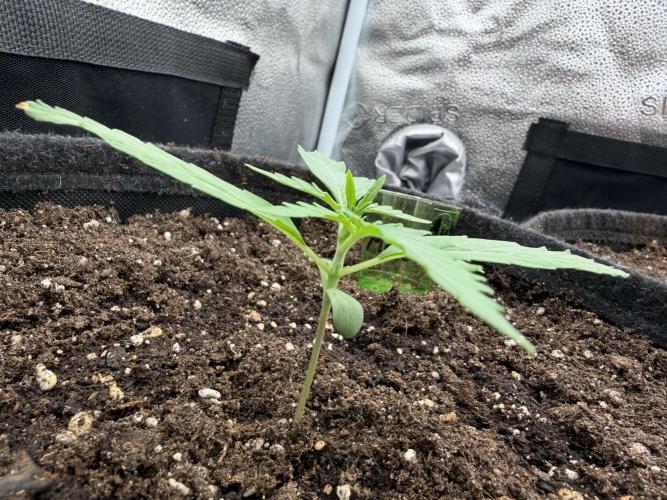 AUTO MALAWI X N.LIGHTS. Week 2