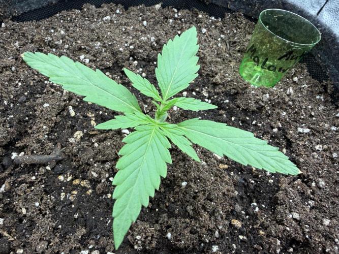 AUTO MALAWI X N.LIGHTS. Week 2