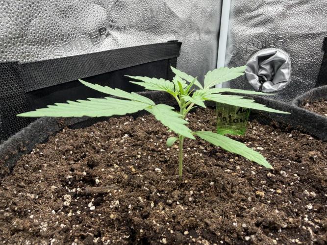 AUTO MALAWI X N.LIGHTS. Week 2