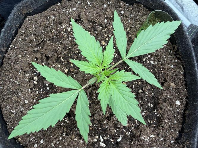 AUTO MALAWI X N.LIGHTS. Week 2