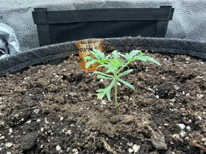 Frosty‘s Auto Freak. Week 2