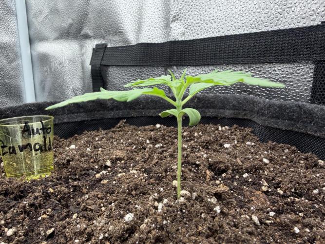 Zamaldelica Auto. Week 2
