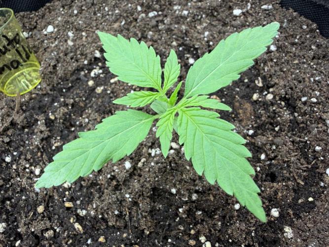 Zamaldelica Auto. Week 2