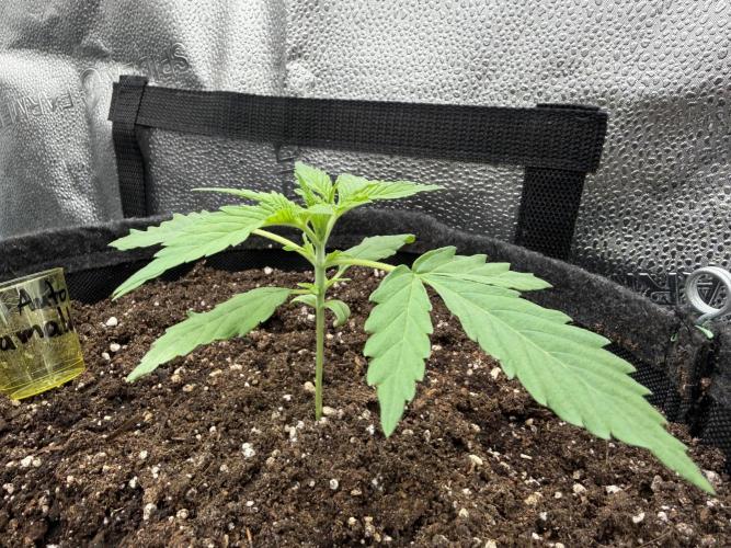 Zamaldelica Auto. Week 2
