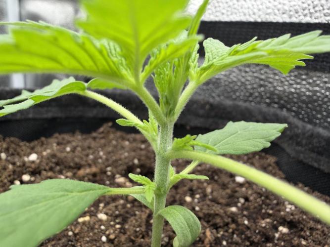 Zamaldelica Auto. Week 2