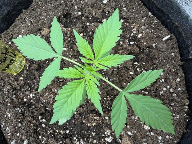 Zamaldelica Auto. Week 2