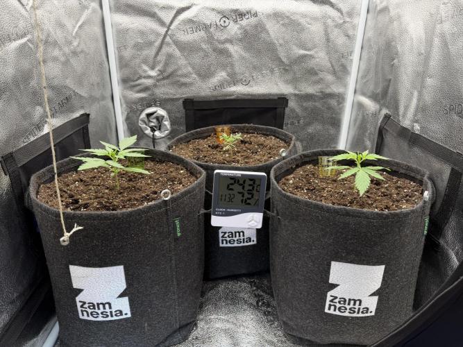 Zamaldelica Auto. Week 2