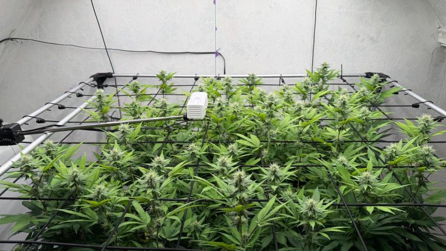 Laughing Buddha | 720W | SCROG. Week 18