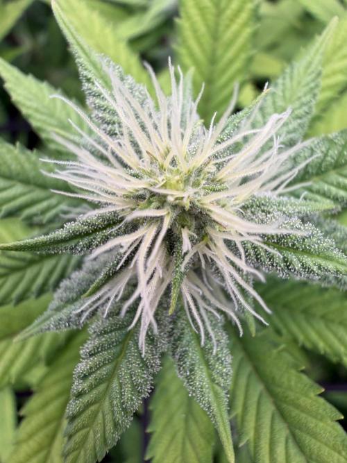 Laughing Buddha | 720W | SCROG. Week 18
