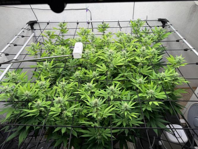 Laughing Buddha | 720W | SCROG. Week 18
