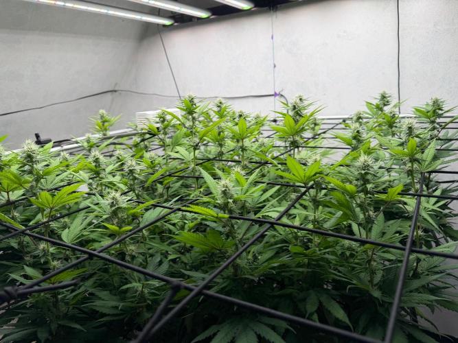 Laughing Buddha | 720W | SCROG. Week 18