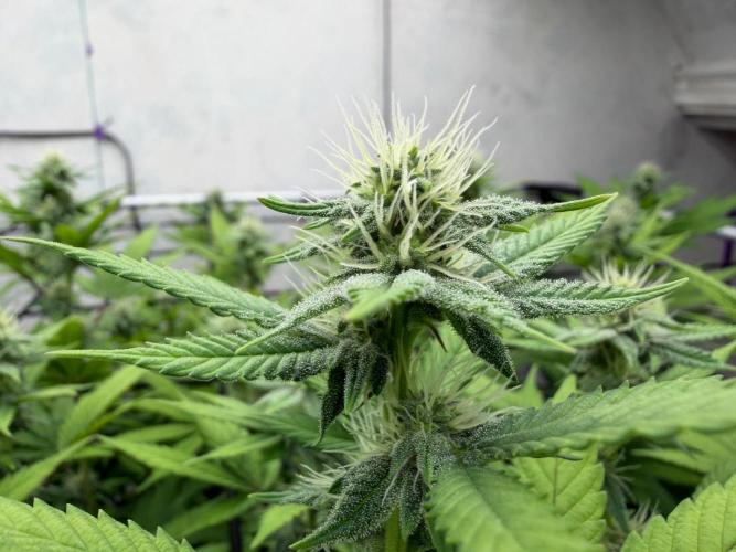 Laughing Buddha | 720W | SCROG. Week 18