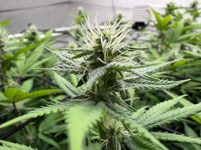 Laughing Buddha | 720W | SCROG. Week 18