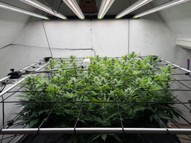Laughing Buddha | 720W | SCROG. Week 18