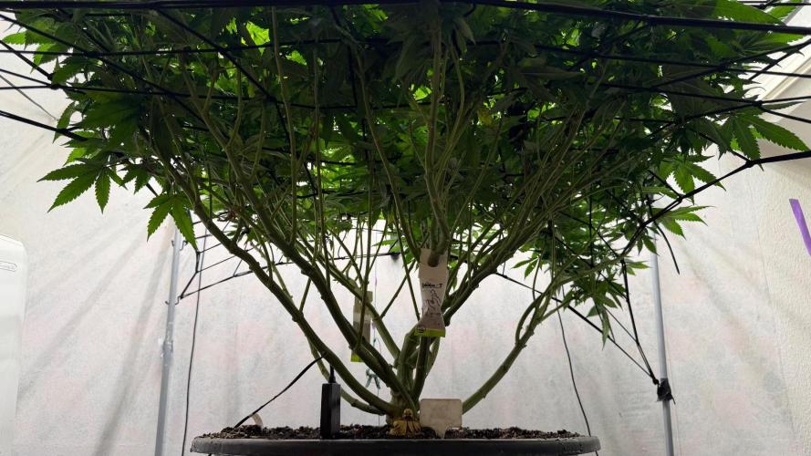 Laughing Buddha | 720W | SCROG. Week 18