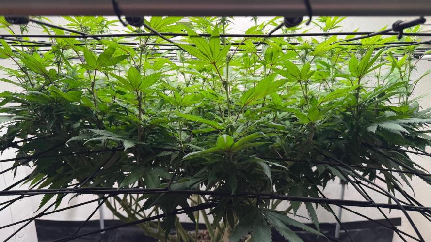 Laughing Buddha | 720W | SCROG. Week 18