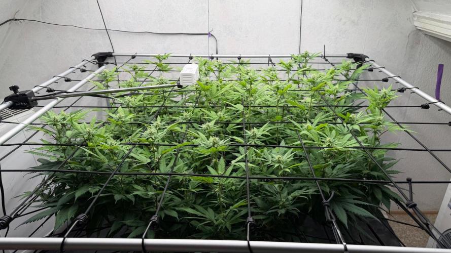 Laughing Buddha | 720W | SCROG. Week 18